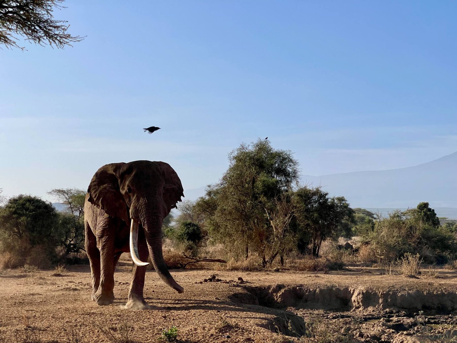 Elefante, África